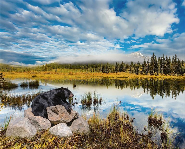 Bären, Wale & Vancouver Island © Kushnirov Avraham/adobestock